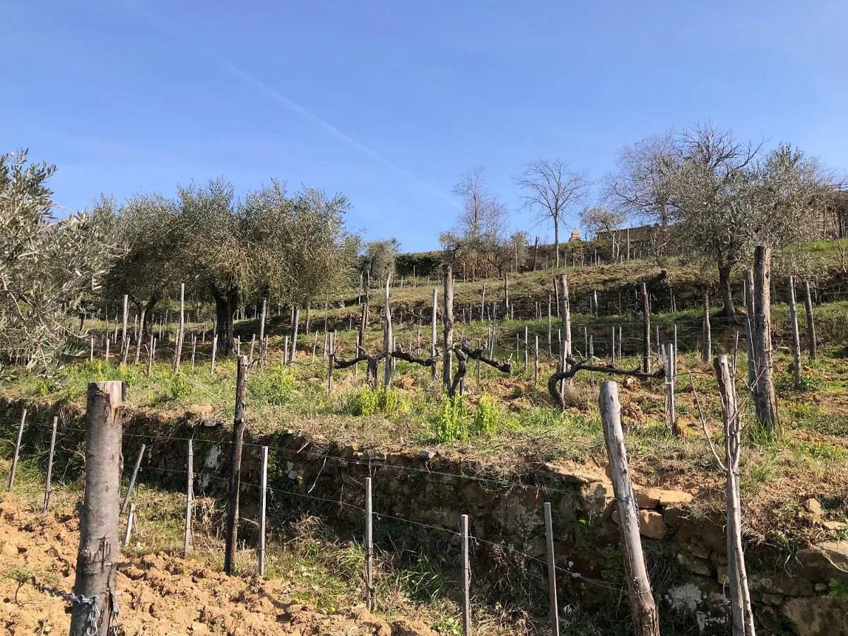 Podere Soccorso casa vigneto Montalcino